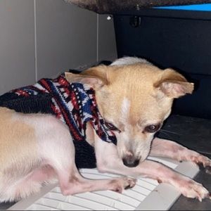 Meet your Posher, Genesis